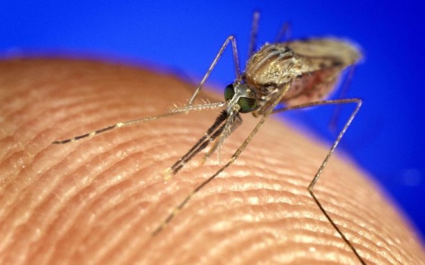 Novo mosquito encontrado nas Astúrias (ainda) não chegou a Portugal
