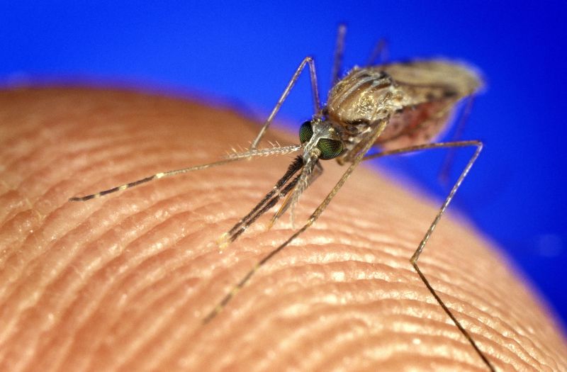 Novo mosquito encontrado nas Astúrias (ainda) não chegou a Portugal