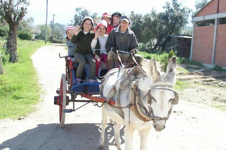 Braga para Todos e Braga Animal Save querem proibição de passeios turísticos de charrete promovidos pela autarquia