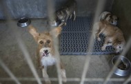 Entra este domingo em vigor a lei que proíbe o abate de animais nos canis municipais