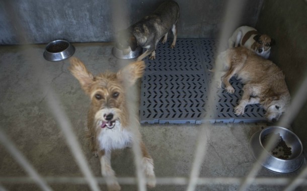 Entra este domingo em vigor a lei que proíbe o abate de animais nos canis municipais