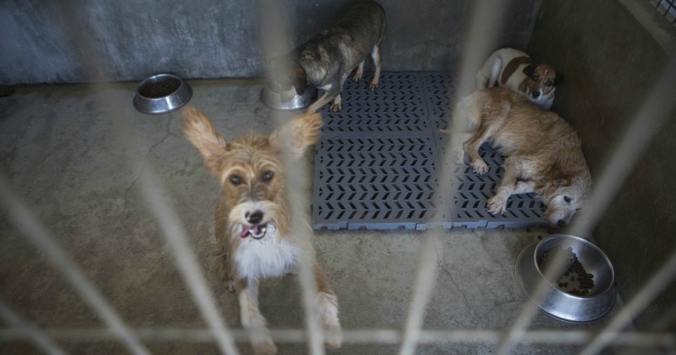 Entra este domingo em vigor a lei que proíbe o abate de animais nos canis municipais