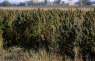Cultivo e comércio de canábis sujeito a autorização do Infarmed
