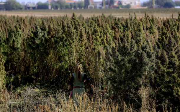 Cultivo e comércio de canábis sujeito a autorização do Infarmed