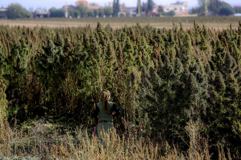 Cultivo e comércio de canábis sujeito a autorização do Infarmed