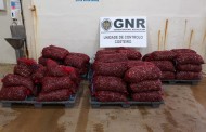 GNR de Valença apreende quase duas toneladas de amêijoa-japonesa