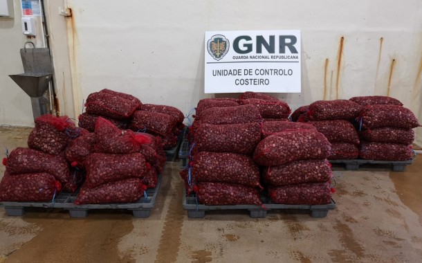 GNR de Valença apreende quase duas toneladas de amêijoa-japonesa