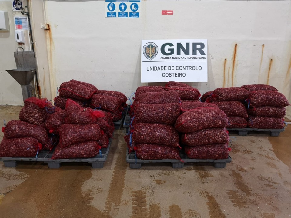 GNR de Valença apreende quase duas toneladas de amêijoa-japonesa