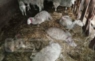 Rebanho atacado por cães em Vila Verde: 10 ovelhas mortas e outras tantas feridas