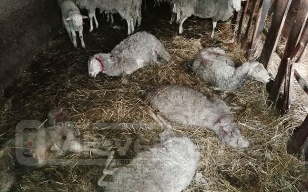 Rebanho atacado por cães em Vila Verde: 10 ovelhas mortas e outras tantas feridas
