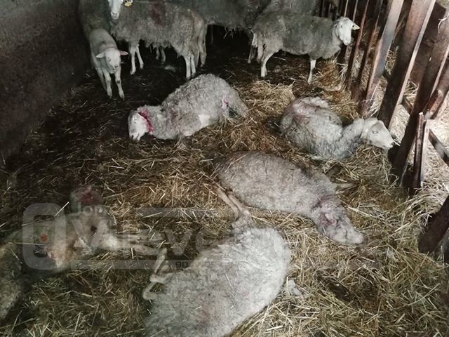 Rebanho atacado por cães em Vila Verde: 10 ovelhas mortas e outras tantas feridas