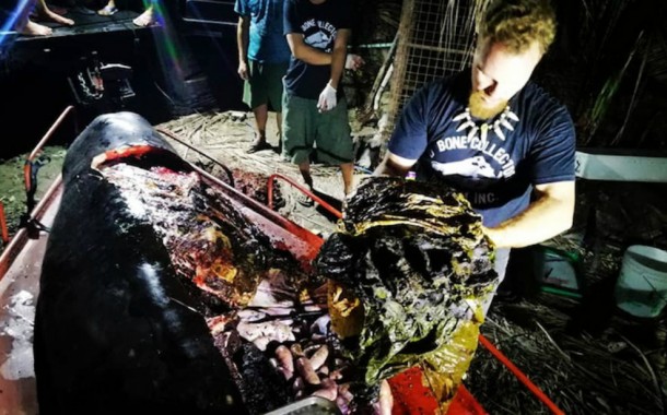 Baleia encontrada morta com 40 quilos de plástico no estômago
