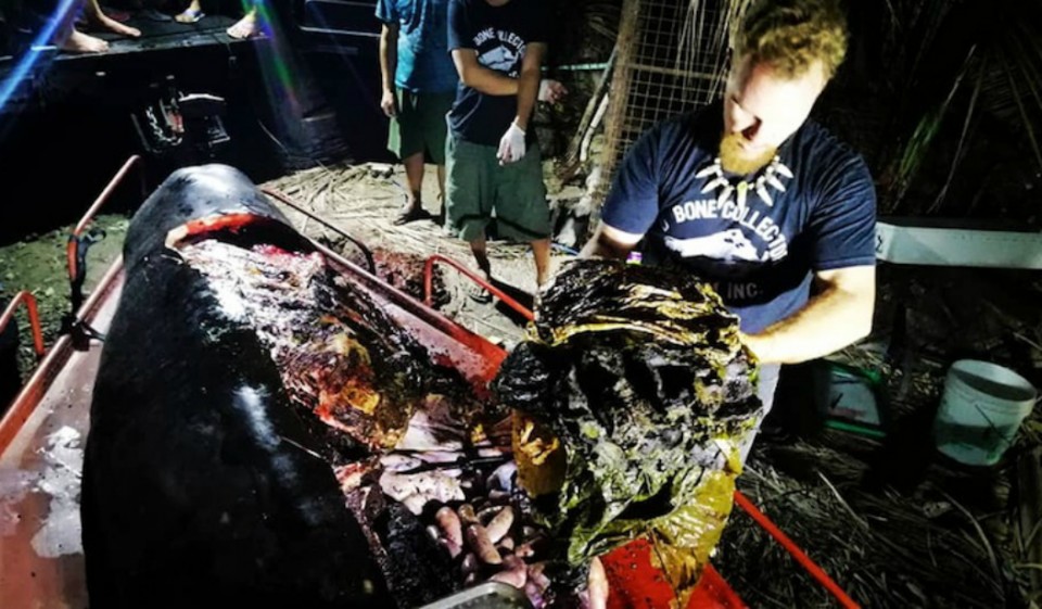 Baleia encontrada morta com 40 quilos de plástico no estômago
