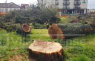 Vila Verde: José Morais classifica corte de árvores no Largo Antunes Lima como um “crime ambiental