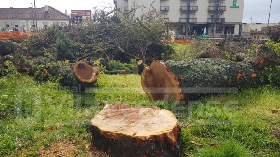 Vila Verde: José Morais classifica corte de árvores no Largo Antunes Lima como um “crime ambiental