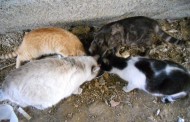 Braga para Todos pede a Ricardo Rio nova verba para o programa de controle de colónias de gatos vadios