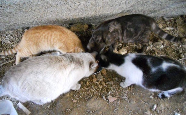 Braga para Todos pede a Ricardo Rio nova verba para o programa de controle de colónias de gatos vadios