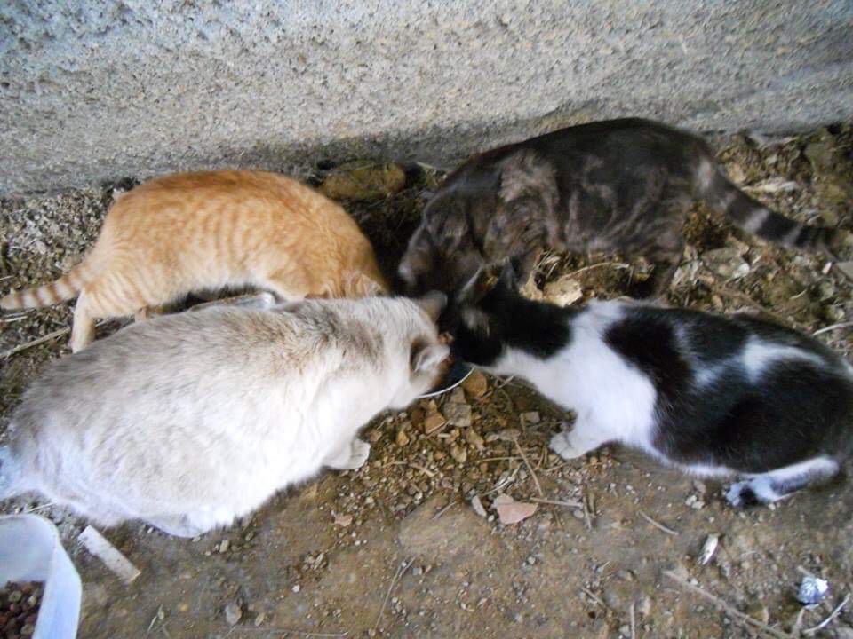 Braga para Todos pede a Ricardo Rio nova verba para o programa de controle de colónias de gatos vadios