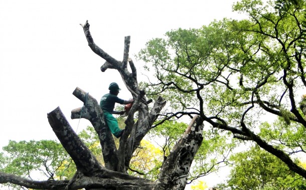 “Braga necessita urgentemente de um plano de arborização sério”, avisa BE