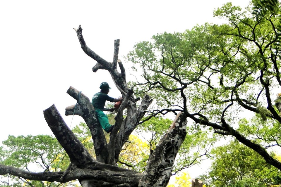 “Braga necessita urgentemente de um plano de arborização sério”, avisa BE