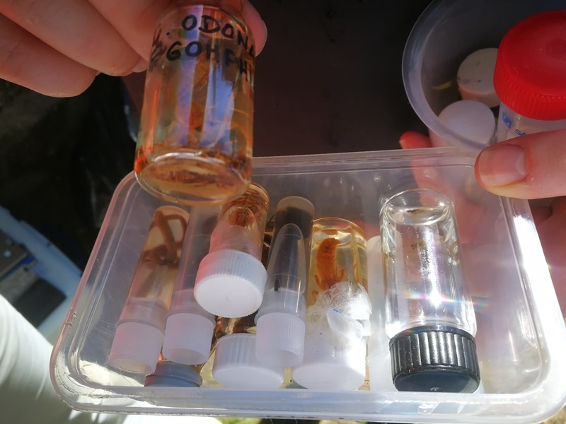 Projecto sensibiliza alunos de Braga para ecologia e sustentabilidade ambiental