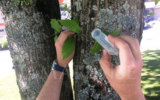 Terras de Bouro: Largada biológica de insecto parasita para controlar presença da vespa no castanheiro