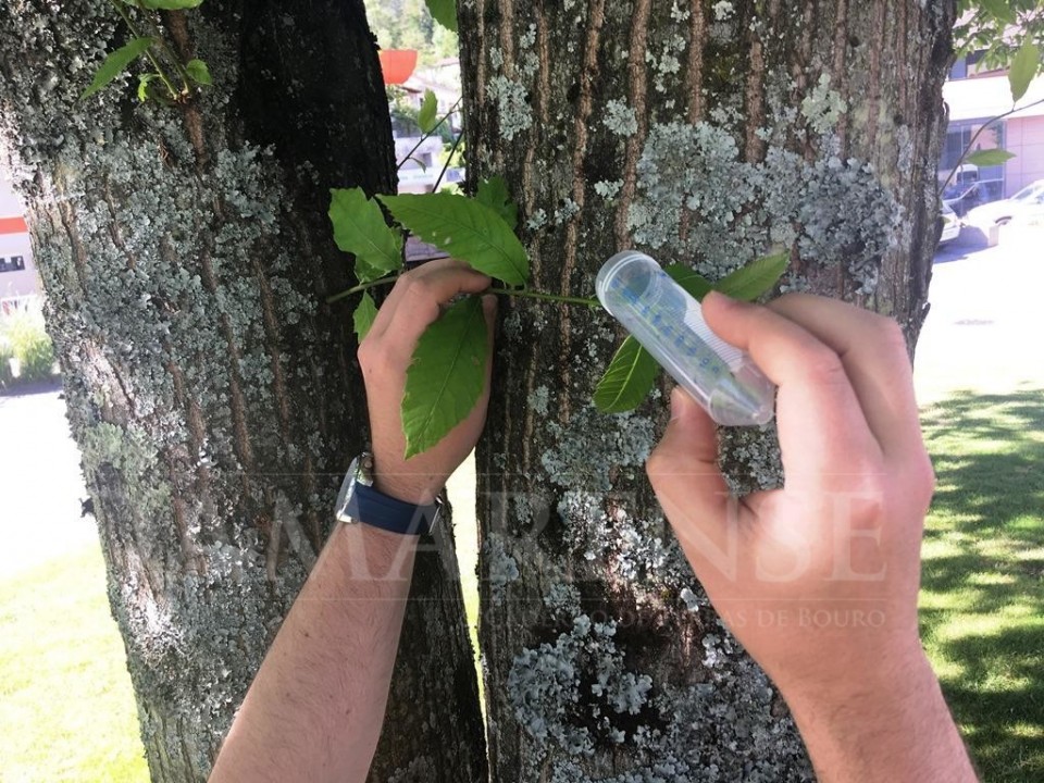 Terras de Bouro: Largada biológica de insecto parasita para controlar presença da vespa no castanheiro