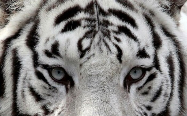 Há um milhão de espécies em risco de extinção