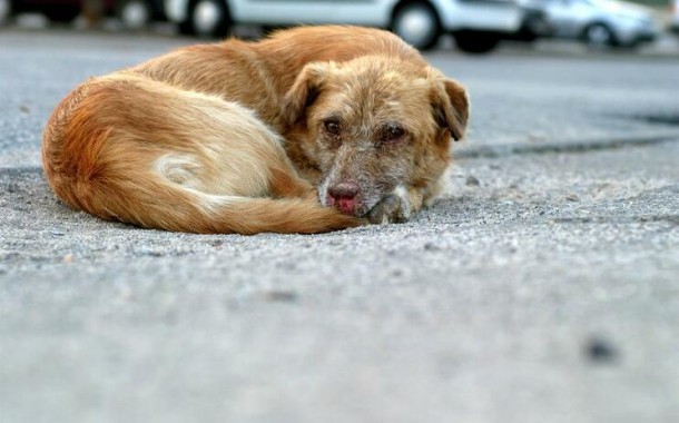 Câmara de Barcelos facilita adopção e esterilização de animais