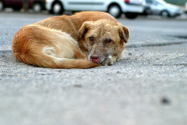 Câmara de Barcelos facilita adopção e esterilização de animais