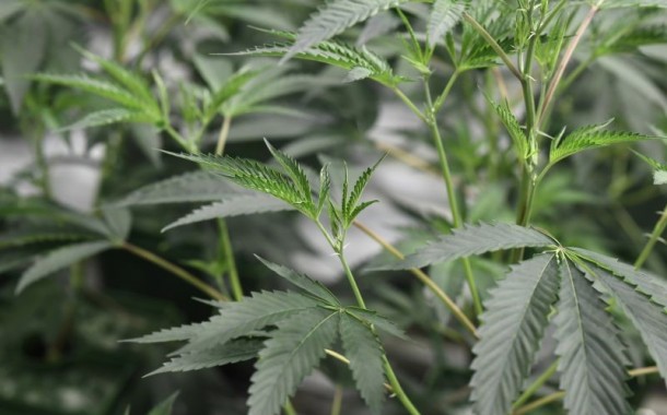 Governo diz que produção de canábis medicinal contribui para a investigação em Portugal