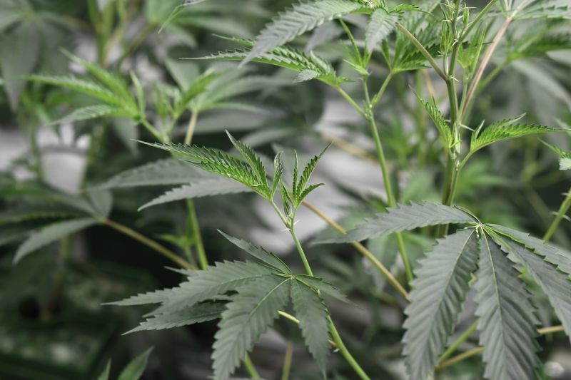 Governo diz que produção de canábis medicinal contribui para a investigação em Portugal