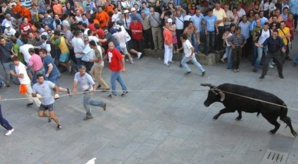 Ponte de Lima: Touro de 450 quilos desafia esta quarta-feira multidão na Vaca das Cordas