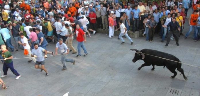 Ponte de Lima: Touro de 450 quilos desafia esta quarta-feira multidão na Vaca das Cordas