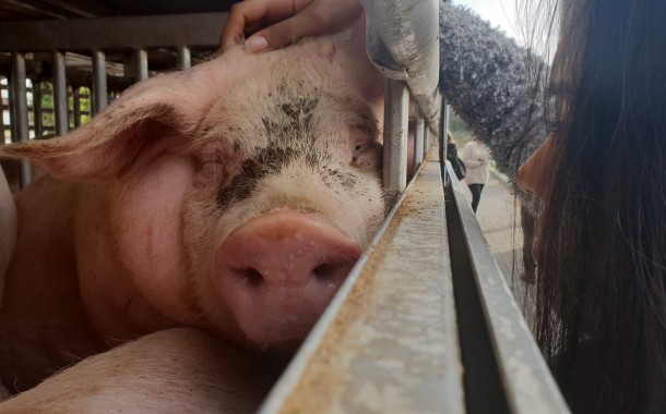 Braga Animal Save realizou vigília de “despedida” de animais a caminho do matadouro