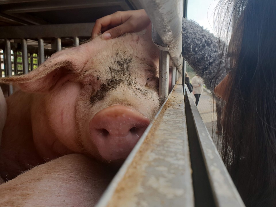 Braga Animal Save realizou vigília de “despedida” de animais a caminho do matadouro