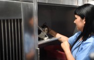 Programa CED de Braga esterilizou 319 felídeos