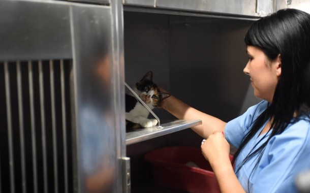 Programa CED de Braga esterilizou 319 felídeos