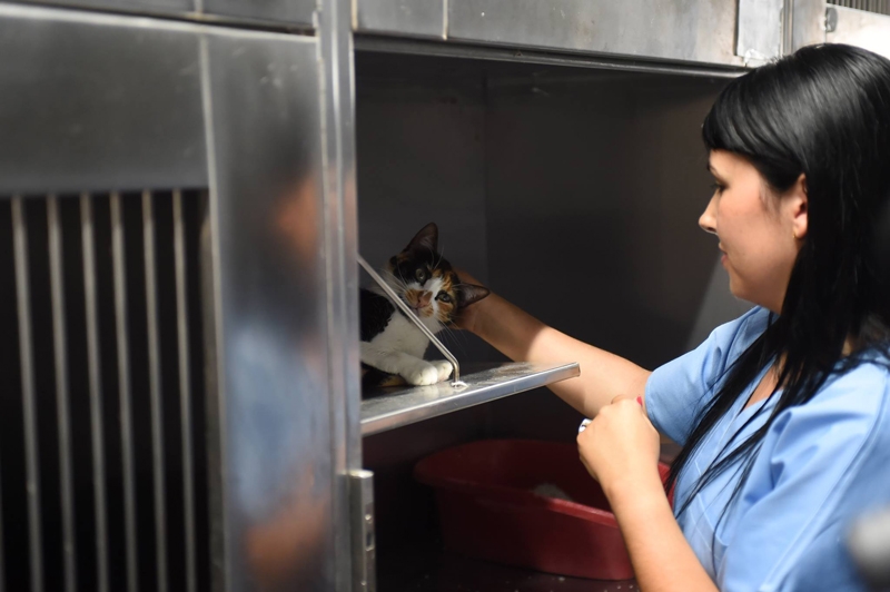 Programa CED de Braga esterilizou 319 felídeos