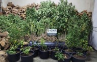 GNR desactiva plantação de cannabis em Vieira do Minho