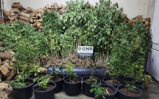GNR desactiva plantação de cannabis em Vieira do Minho