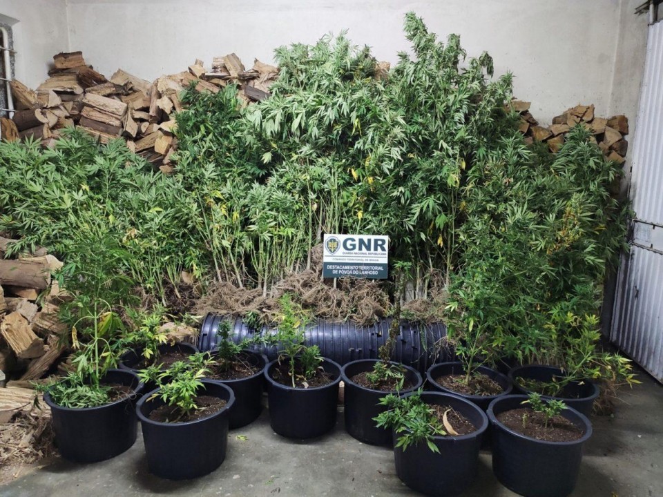 GNR desactiva plantação de cannabis em Vieira do Minho