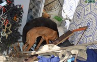 Homem identificado por maus tratos a animais em Barcelos