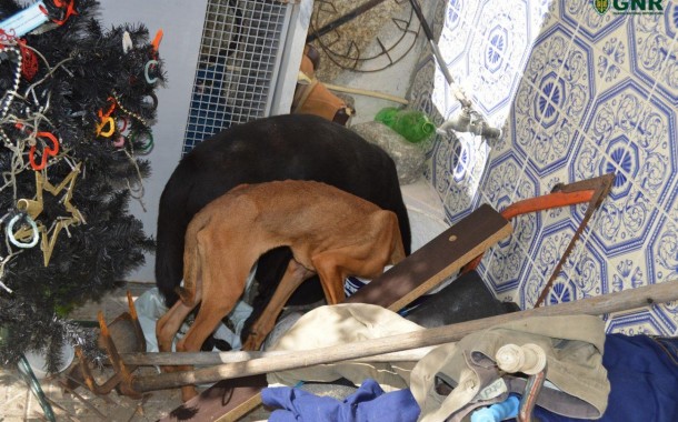 Homem identificado por maus tratos a animais em Barcelos