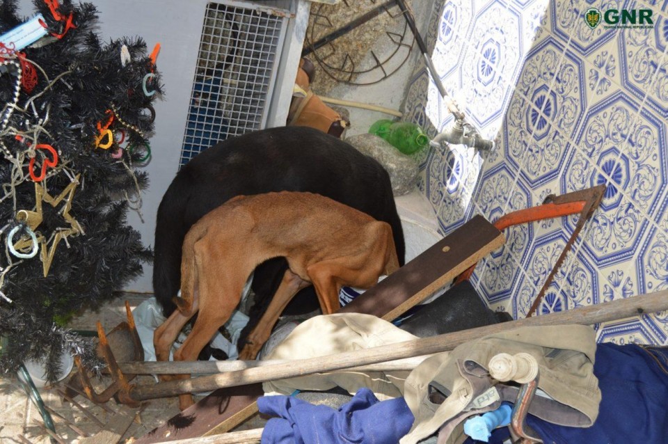 Homem identificado por maus tratos a animais em Barcelos