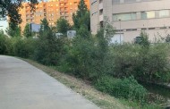 Braga para Todos denuncia “tamanho elevado” da vegetação nos separadores das ruas e nas margens do rio Este