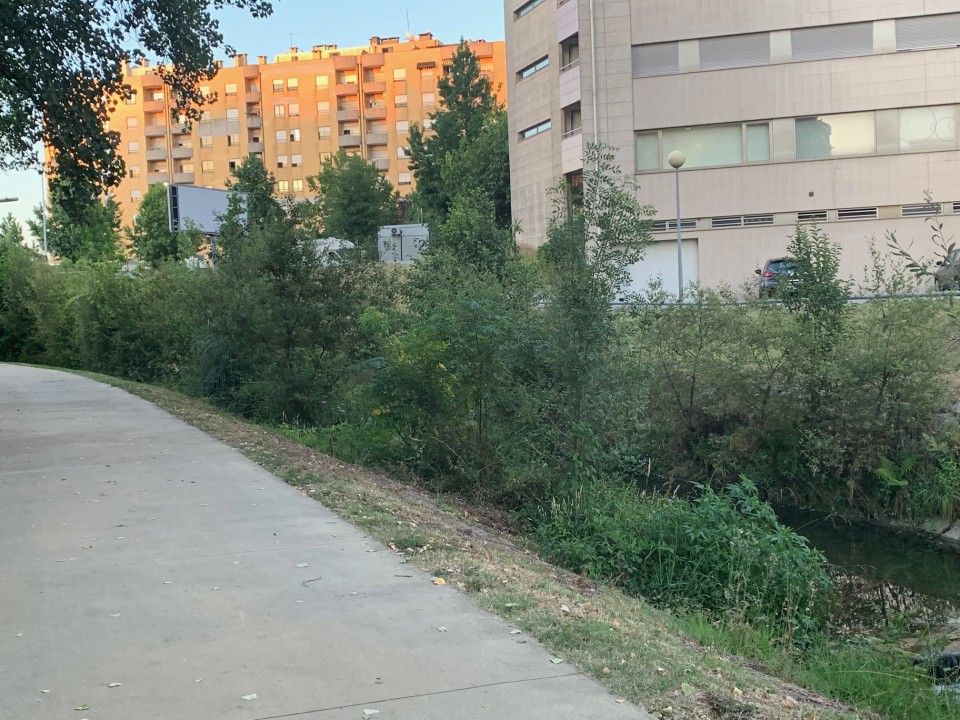 Braga para Todos denuncia “tamanho elevado” da vegetação nos separadores das ruas e nas margens do rio Este