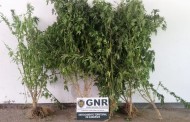 GNR descobre plantação de cannabis enquanto combate incêndio em Guimarães