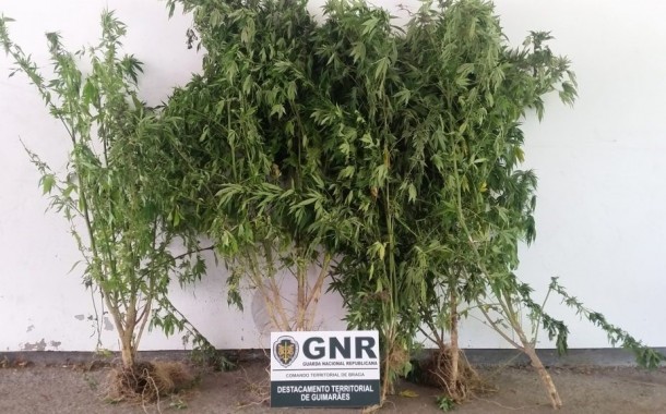 GNR descobre plantação de cannabis enquanto combate incêndio em Guimarães