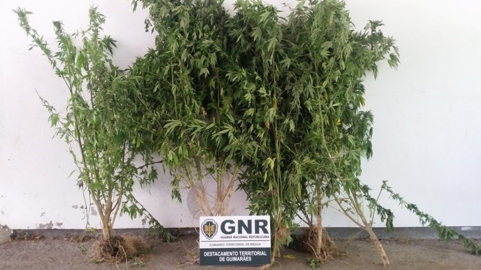 GNR descobre plantação de cannabis enquanto combate incêndio em Guimarães